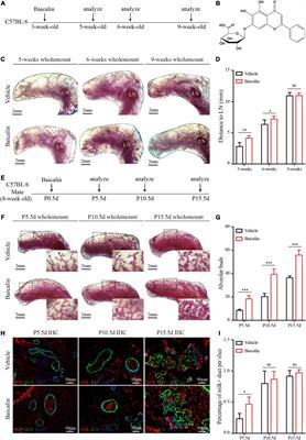 Baicalin Promotes Mammary Gland Development via Steroid-Like Activities